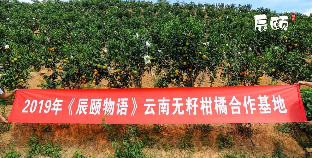 西南柑橘供销